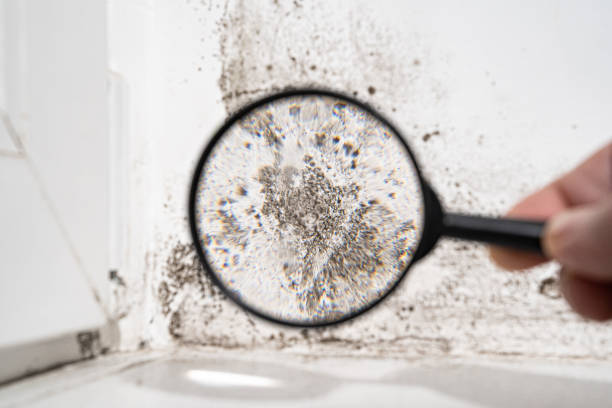 Trusted Penn Valley, CA Mold Prevention & Removal  Experts