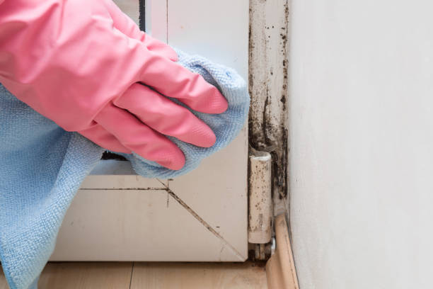 Why You Should Choose Our Mold Remediation Services in Penn Valley, CA